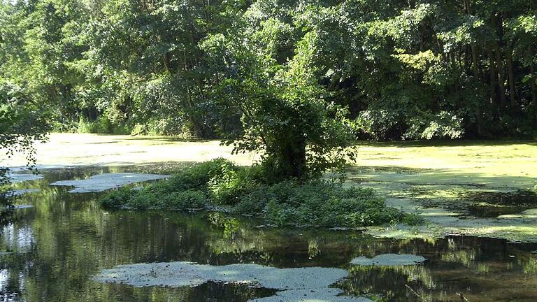 Abtauchen ins Schattengrün: Ein Sonntag in den Wehranlagen       -  (la) Am Wochenende war angesichts der Sommer-Temperaturen noch einmal Schatten gefragt. Reichlich lauschige Ecken bieten die Wehranlagen, die ab dem Jahr 1868 und bis 1890 durch Carl Sattler, der Pflanzen aus Nordamerika hatte kommen lassen, zum Park ausgebaut wurden. Die Wehr gehört zu den alten botanischen Gärten in Deutschland. In den 60er-Jahren des 19. Jahrhunderts kamen die Exoten auf dem &bdquo;Gademannschen Hügel&ldquo; hinzu. Sie stammen aus China, Japan und Korea. Im vorderen Teil der Wehr pflegen die Stadtgärtner heute 690 großteils mächtige Bäume. Noch mehr Schatten gibt es im anschließenden naturbelassenen Teil der ehemaligen Auwälder. Das Gelände der Wehranlagen summiert sich auf acht Hektar. Geboten werden dem Besucher ein großer Spielplatz, eine Bahn für die Kugelleger, ein Barfußpfad, Fitnessgeräte, eine Laufstrecke, ein Fußballfeld, Kneippbecken, Wanderwege, ein Kiosk, Gaststätten und der Springbrunnen aus dem Jahr 1961. Gleich nebenan schließt sich im Bereich Maxbrücke das Naturschutzgebiet &bdquo;Saumain&ldquo; an.