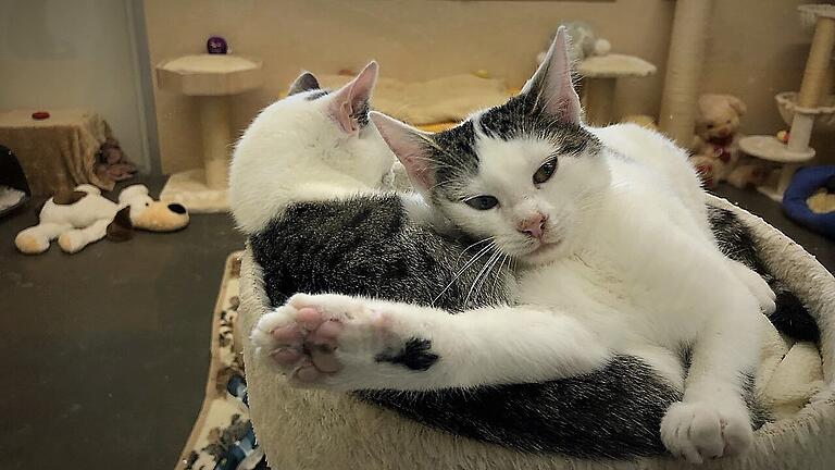 Katzen im Tierheim Haßberge (Archivbild): Um die Tiere versorgen zu können, fallen auch Tierarztkosten an, die durch die neue Gebührenordnung massiv gestiegen sind.