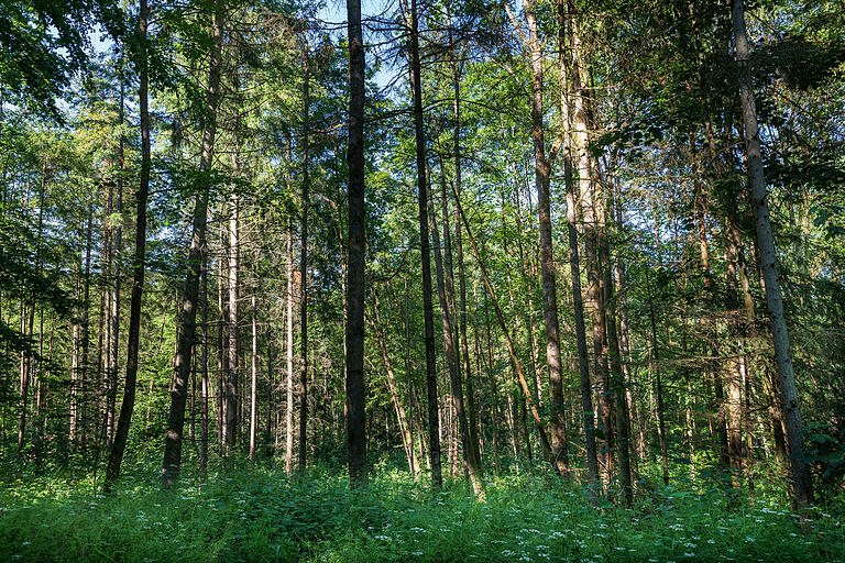 Tote Fichten im Irtenberger Wald: Nicht nur die empfindlichen Nadelhölzer, viele der typischen mitteleuropäischen Baumarten reagieren stärker auf Dürren und Hitzestress als bislang gedacht. Tote Fichten im Irtenberger Wald: Nicht nur die empfindlichen Nadelhölzer, viele der typischen mitteleuropäischen Baumarten reagieren stärker auf Dürren und Hitzestress als bislang gedacht.