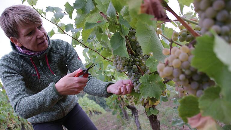 Die Traubenernte ist schwere körperliche Arbeit: Ulrike Lange und ihre Erntehelfer sind in den Weinbergen rund um Hammelburg unterwegs. Foto: Teresa Hirschberg       -  Die Traubenernte ist schwere körperliche Arbeit: Ulrike Lange und ihre Erntehelfer sind in den Weinbergen rund um Hammelburg unterwegs. Foto: Teresa Hirschberg