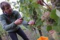 Die Traubenernte ist schwere körperliche Arbeit: Ulrike Lange und ihre Erntehelfer sind in den Weinbergen rund um Hammelburg unterwegs. Foto: Teresa Hirschberg       -  Die Traubenernte ist schwere körperliche Arbeit: Ulrike Lange und ihre Erntehelfer sind in den Weinbergen rund um Hammelburg unterwegs. Foto: Teresa Hirschberg