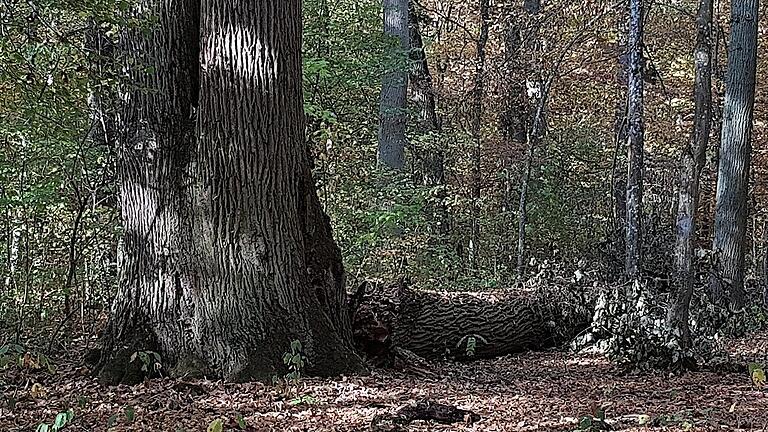 Nach einem der Herbststürme im Oktober lag ein erster Stamm der Dreikaisereiche auf dem Boden.