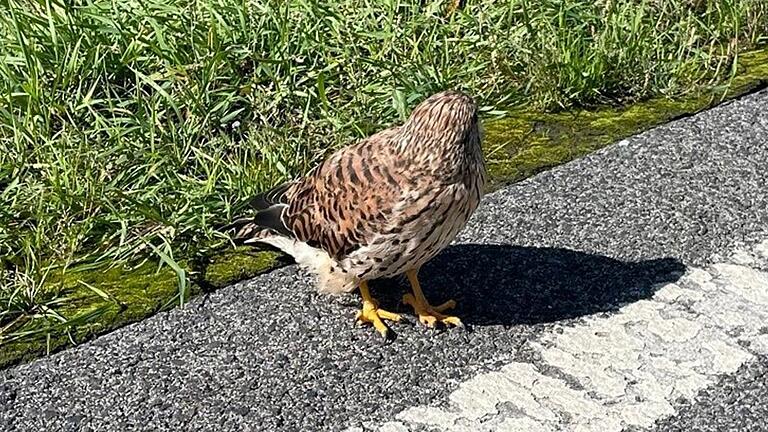 Das Wanderfalken-Weibchen saß gefährlich nahe am Straßenrand der Bundesstraße in der Rhön. Das Wanderfalken-Weibchen saß gefährlich nahe am Straßenrand der Bundesstraße in der Rhön.