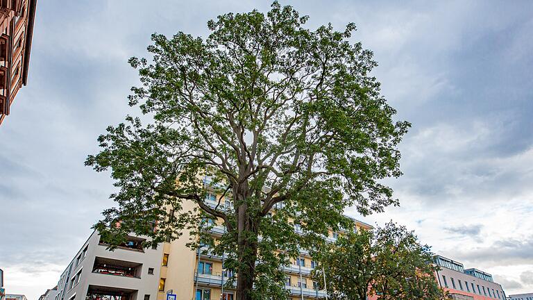Vor dem Seniorenstift in der Klinikstraße steht ein über 20 Meter hoher Götterbaum. Vor dem Seniorenstift in der Klinikstraße steht ein über 20 Meter hoher Götterbaum. 