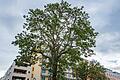 Vor dem Seniorenstift in der Klinikstraße steht ein über 20 Meter hoher Götterbaum.&nbsp;
