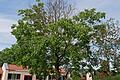 Es ist deutlich zu sehen: Die Krone des Nussbaumes im künftigen Rathaushof ist dürr. Der Baum stirbt ab. Im Herbst soll er gefällt werden. Im Hintergrund ist der frühere Kindergarten. Hier sollen die Ortsvereine und Ortsverbände ein Domizil bekommen.