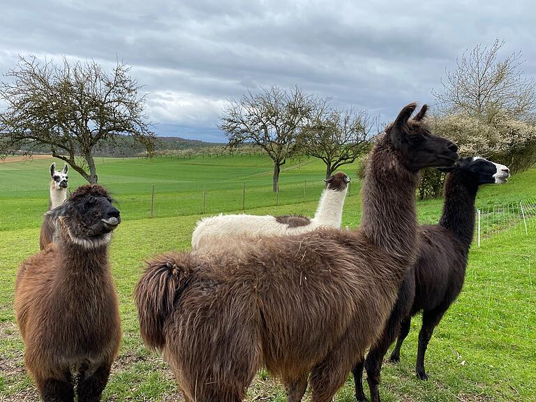Alle fünf Lamas auf ein Foto zu bekommen, ist gar nicht so einfach: Die Tiere sind sehr neugierig und recken ihre Hälse in alle Richtungen. Auch auf Menschen gehen sie interessiert zu, halten aber immer einen kleinen Abstand. Alle fünf Lamas auf ein Foto zu bekommen, ist gar nicht so einfach: Die Tiere sind sehr neugierig und recken ihre Hälse in alle Richtungen. Auch auf Menschen gehen sie interessiert zu, halten aber immer einen kleinen Abstand.
