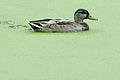 27071972.jpg       -  Eine Ente schwimmt in einem Teich, der mit grünen Wasserlinsen bedeckt ist. Die kleinen Linsen sind auch bekannt als Entengrütze.