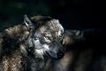 Ein Wolf hat in Mittelkalbach Schafe gerissen.  Foto: Symboldbild: Klaus-Dietmar Gabbert/dpa       -  Ein Wolf hat in Mittelkalbach Schafe gerissen.  Foto: Symboldbild: Klaus-Dietmar Gabbert/dpa