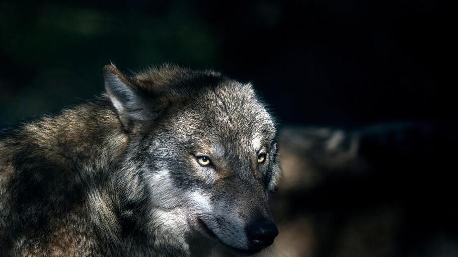 Ein Wolf hat in Mittelkalbach Schafe gerissen.  Foto: Symboldbild: Klaus-Dietmar Gabbert/dpa       -  Ein Wolf hat in Mittelkalbach Schafe gerissen.  Foto: Symboldbild: Klaus-Dietmar Gabbert/dpa