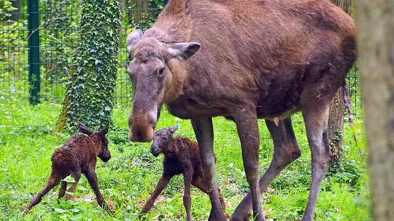 Elch-Nachwuchs im Schweinfurter Wildpark: Am 30. April wurden die Kälbchen, hier mit Mama Daya, geboren. Elch-Nachwuchs im Schweinfurter Wildpark: Am 30. April wurden die Kälbchen, hier mit Mama Daya, geboren.