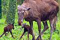 Elch-Nachwuchs im Schweinfurter Wildpark: Am 30. April wurden die Kälbchen, hier mit Mama Daya, geboren.