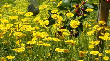 Die Mohnblüte wird eingerahmt von leuchtend gelber Färberkamille.