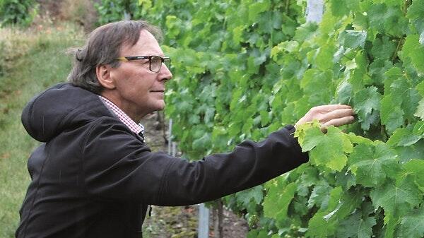 Hermann Mengler, Weinfachberater des Bezirk Unterfranken, weiß, welche Rebsorten auch in Zukunft in den fränkischen Weinbergen wachsen werden. Hermann Mengler, Weinfachberater des Bezirk Unterfranken, weiß, welche Rebsorten auch in Zukunft in den fränkischen Weinbergen wachsen werden.