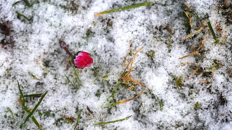 Schnee war Ende Februar die große Ausnahme: Der milde Winter hat bereits dazu geführt, dass Grünflächen sprießen. Schnee war Ende Februar die große Ausnahme: Der milde Winter hat bereits dazu geführt, dass Grünflächen sprießen.