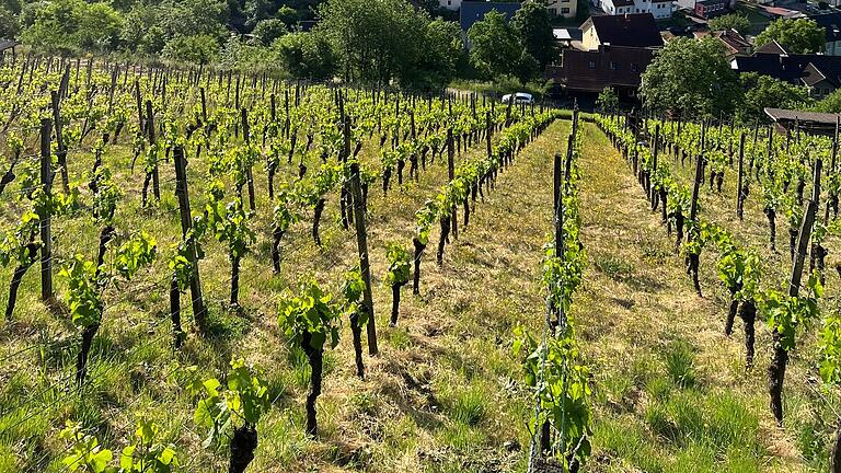 Die Weinberge der Rupperts liegen seit Generationen im Besitz der Familie. Auch sie sind von den Regelungen der EU betroffen. - Die Weinberge der Rupperts liegen seit Generationen im Besitz der Familie. Auch sie sind von den Regelungen der EU betroffen. Die Weinberge der Rupperts liegen seit Generationen im Besitz der Familie. Auch sie sind von den Regelungen der EU betroffen. - Die Weinberge der Rupperts liegen seit Generationen im Besitz der Familie. Auch sie sind von den Regelungen der EU betroffen.