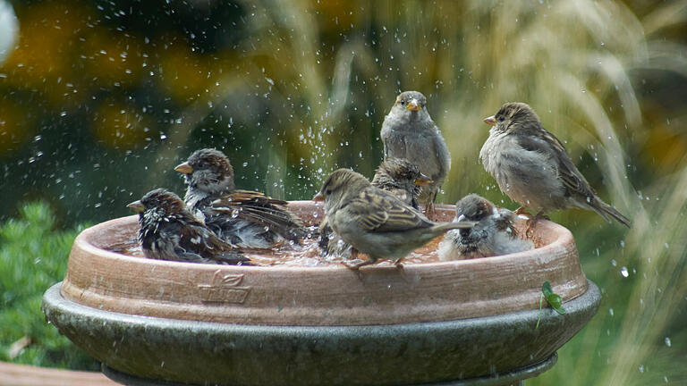 Im Sommer sollte man auch an die tierischen Gartenbewohner denken, Vögel zum Beispiel freuen sich über eine Tränke.&nbsp;