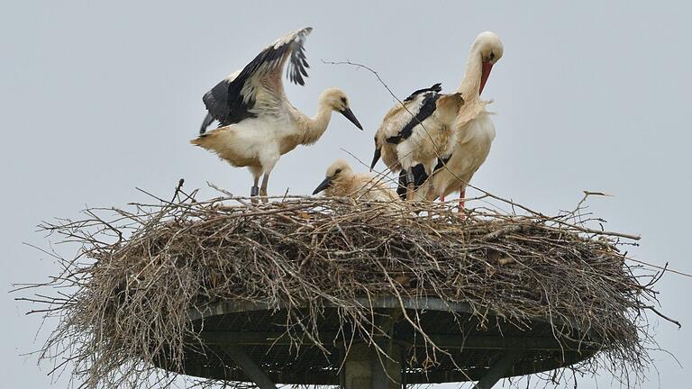 Ein Storchenpaar mit Drillingen hatte es sich heuer im Nest im Naturschutzgebiet 'Wipfelder Mainauen' gemütlich gemacht. Ein Storchenpaar mit Drillingen hatte es sich heuer im Nest im Naturschutzgebiet 'Wipfelder Mainauen' gemütlich gemacht.