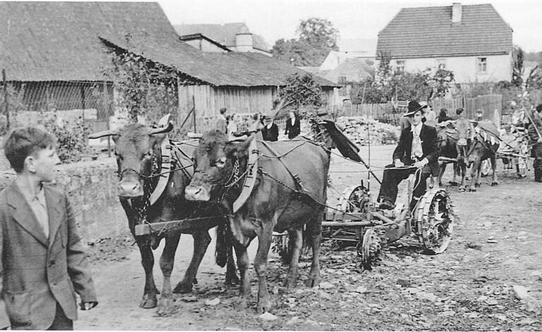 Obereuerheim: Oskar Weber um 1950 mit Ochsengespann und Eisenreifenfahrzeug bei einem Festumzug.