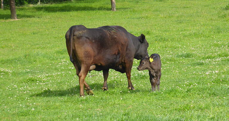 Die erste Zeit verbringen die jungen Wagyu-Kälber mit ihren Müttern auf den Weiden rund um den Hof der Familie Richter in Blumweiler-Wolfsbuch.