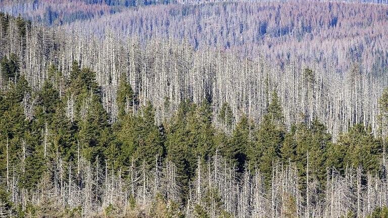 Ein Waldstück mit abgestorbenen Fichten an den Hängen des Brockens. Die Nadelbäume sind vom Borkenkäfer befallen, dazwischen noch grüne Nadelbäume. Foto: Klaus-Dietmar Gabbert/dpa-Zentralbild/dpa       -  Ein Waldstück mit abgestorbenen Fichten an den Hängen des Brockens. Die Nadelbäume sind vom Borkenkäfer befallen, dazwischen noch grüne Nadelbäume.