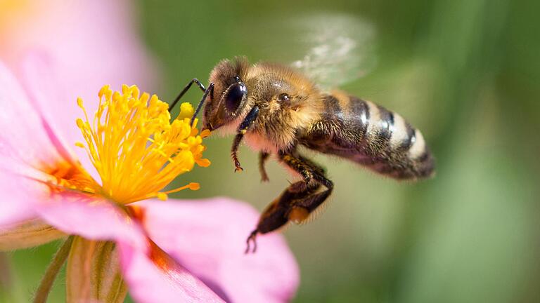 dpa_1496A6008329F2AC.jpg       -  Bienen, Schmetterlinge und andere Insekten verschwinden immer mehr von der Bildfläche der Natur.