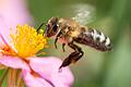 dpa_1496A6008329F2AC.jpg       -  Bienen, Schmetterlinge und andere Insekten verschwinden immer mehr von der Bildfläche der Natur.