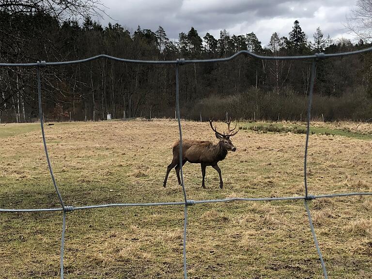 Einsam ist es um den Hirsch im Wildgatter am Sambachshof geworden, nachdem ihm sein gesamter Harem abhandengekommen ist. Einsam ist es um den Hirsch im Wildgatter am Sambachshof geworden, nachdem ihm sein gesamter Harem abhandengekommen ist.