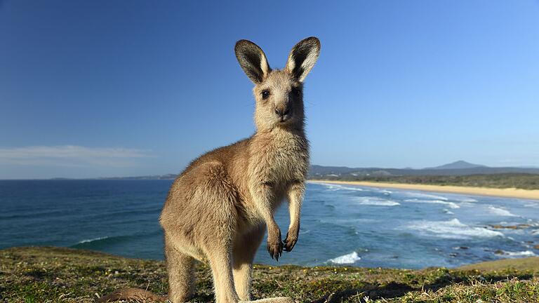 Östliches Graues Riesenkänguru       -  Kängurus gelten bei vielen Farmern in Australien als Plage. (Archivbild)