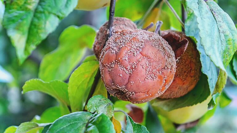 Die Fruchtmumie eines Apfels hängt noch am Baum. Sie muss dringend entfernt werden, damit im Frühjahr die neuen Blätter nicht infiziert werden.