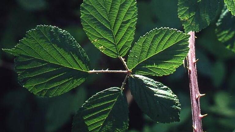 Die Ardennen-Brombeere, die &ndash; warum auch immer &ndash; weitab der Ardennen an einer Stelle in den Haßbergen wächst.