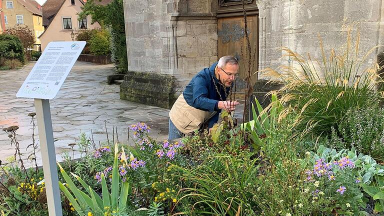 Klimamanager Stefan Richter schaut immer wieder nach dem Staudenbeet vor der Stadtpfarrkirche. Ein Jahr nach der Pflanzaktion hat sich die Grünanlage prächtig entwickelt.  Foto: Thomas Malz       -  Klimamanager Stefan Richter schaut immer wieder nach dem Staudenbeet vor der Stadtpfarrkirche. Ein Jahr nach der Pflanzaktion hat sich die Grünanlage prächtig entwickelt.  Foto: Thomas Malz