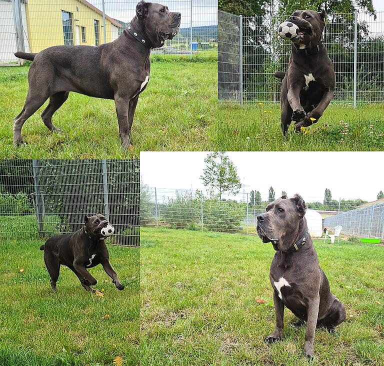 Bereits auf diesen Bildern aus dem Sommer 2021 zeigt sich, dass Cane-Corso-Hündin Yvi ein liebes und verspieltes Tier ist. Dennoch gab es Gründe, die eine Vermittlung schwierig machten. Bereits auf diesen Bildern aus dem Sommer 2021 zeigt sich, dass Cane-Corso-Hündin Yvi ein liebes und verspieltes Tier ist. Dennoch gab es Gründe, die eine Vermittlung schwierig machten.