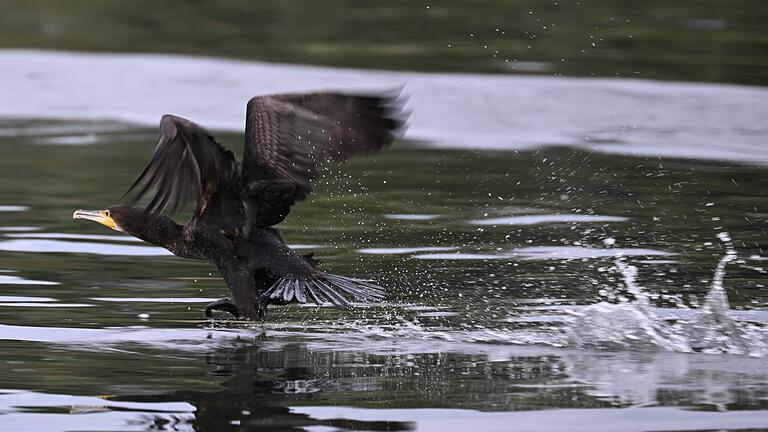 Kormoran - Gut ein halbes Kilo Fisch kann der Kormoran laut Experten am Tag verspeisen. Kormoran - Gut ein halbes Kilo Fisch kann der Kormoran laut Experten am Tag verspeisen.