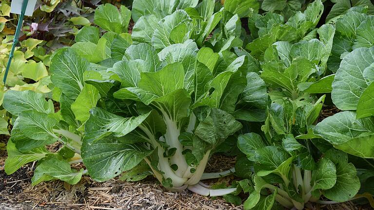 Pak Choi ist ein Verwandter des Chinakohls und wird gern in der asiatischen Küche verwendet. Pak Choi ist ein Verwandter des Chinakohls und wird gern in der asiatischen Küche verwendet.