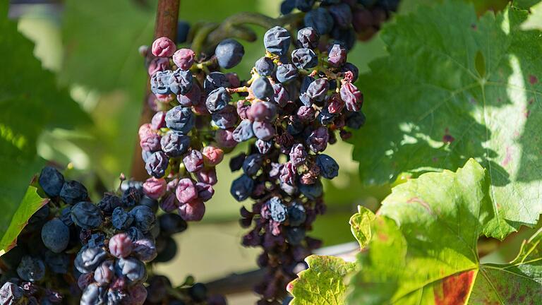 Ausgetrocknete Weintrauben hängen an einem Rebstock eines Weinberges. Die ausgetrockneten Beeren sind typische Kennzeichen der Pilzkrankheit Esca, die sich in Franken in den Weinbergen immer mehr bemerkbar macht und ausbreitet. Da der Pilz im Holz sitzt, ist er mit Spritzmitteln nicht zu bekämpfen. Ausgetrocknete Weintrauben hängen an einem Rebstock eines Weinberges. Die ausgetrockneten Beeren sind typische Kennzeichen der Pilzkrankheit Esca, die sich in Franken in den Weinbergen immer mehr bemerkbar macht und ausbreitet. Da der Pilz im Holz sitzt, ist er mit Spritzmitteln nicht zu bekämpfen.