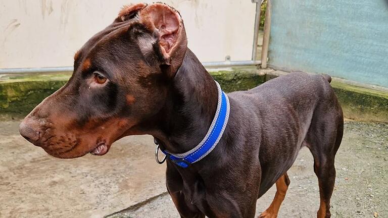 Dem Dobermann-Rüden 'Loki' wurden die Ohren und der Schwanz entfernt. Nun ist er im Tierheim Würzburg und sucht ein neues Zuhause. Dem Dobermann-Rüden 'Loki' wurden die Ohren und der Schwanz entfernt. Nun ist er im Tierheim Würzburg und sucht ein neues Zuhause.