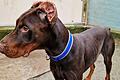 Dem Dobermann-Rüden 'Loki' wurden die Ohren und der Schwanz entfernt. Nun ist er im Tierheim Würzburg und sucht ein neues Zuhause.
