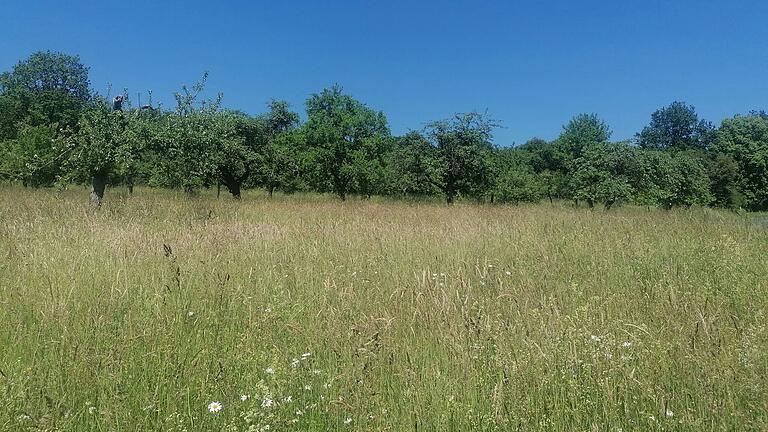 Streuobstwiesen (wie hier bei Hofstetten im Landkreis Main-Spessart) gehören seit 2021 zum Immateriellen Kulturerbe.