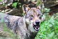 Illustration - Wolf       -  In Italien wurden mehrere Wölfe vermutlich vergiftet. (Symbolbild)
