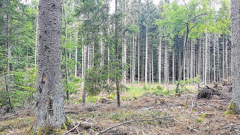 In den Wäldern um Bad Königshofen haben schon viele Bäume ihre Nadeln und Blätter als Abwehrreaktion gegen die Trockenheit abgeworfen - lange vor Herbstbeginn.