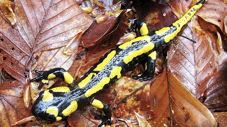 Ein Feuersalamander auf behäbiger Wanderschaft im Steigerwald bei Fabrikschleichach.