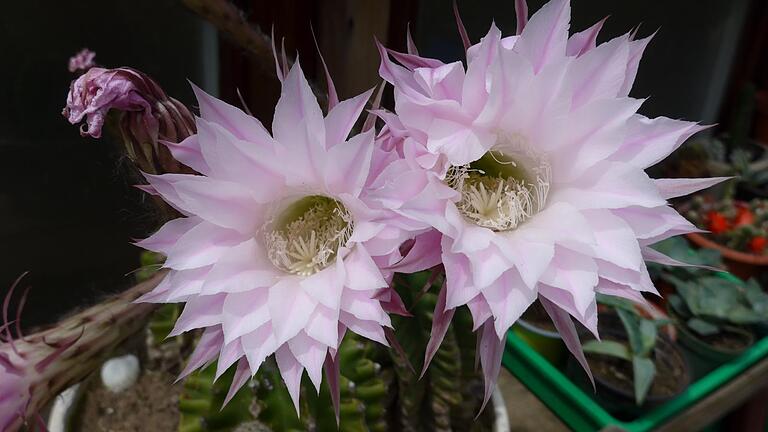 Echinopsis, bekannt als Bauernkaktus. Foto: Antje Roscoe