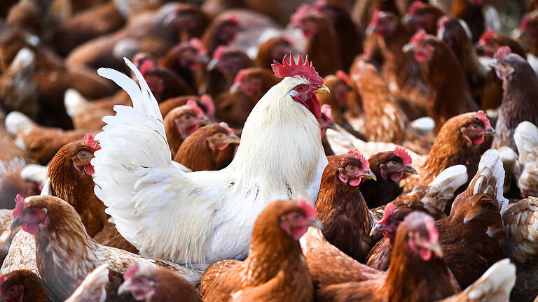 Weiterer Ausbrüche der Vogelgrippe in Baden-Württemberg       -  Vogelgrippe kann in seltenen Fällen auch auf den Menschen übertragen werden. Hier