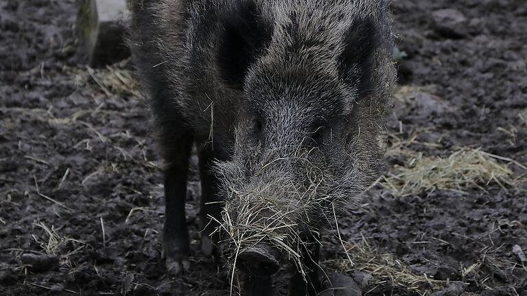 Wildschweine, wie hier aus dem Wildpark Schollbrunn, haben im Botanischen Garten Beete durchwühlt.