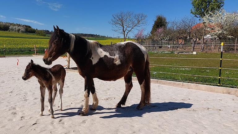 Ramiro, das Pony-Fohlen, mit der Mutterstute auf dem Reitplatz im Frühsommer 2022. Kurz zuvor, vermutet Sabine Väthjunker, sollte er von Unbekannten gestohlen werden. Die Reittherapeutin fand ihn stark schwitzend und getrennt von seiner Mutter. Ramiro, das Pony-Fohlen, mit der Mutterstute auf dem Reitplatz im Frühsommer 2022. Kurz zuvor, vermutet Sabine Väthjunker, sollte er von Unbekannten gestohlen werden. Die Reittherapeutin fand ihn stark schwitzend und getrennt von seiner Mutter.
