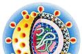 Der Erreger: Hepatitis-C-Virus