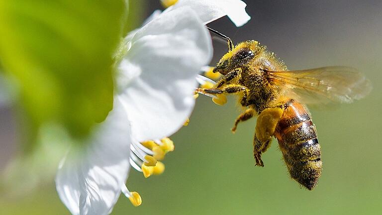 KINA - Mehr Schutz für die Bienen vor gefährlichen Giften       -  Eine Honigbiene im Anflug auf eine Kirschblüte