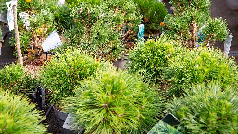 Es gibt viele verschiedene Kieferarten, die sich für den heimischen Garten eignen.&nbsp;