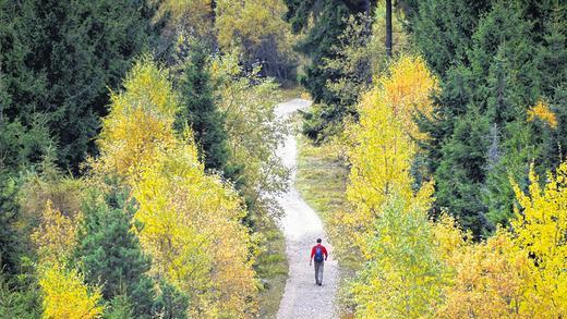 Vielfältig: Ein Wanderer geht beim Naturschutzzentrum Kaltenbronn (Baden-Württemberg) im Schwarzwald einen Weg entlang, an dem herbstlich verfärbte Bäume stehen. Forstminister Alexander Bonde legt am Donnerstag den neuen Waldzustandsbericht vor